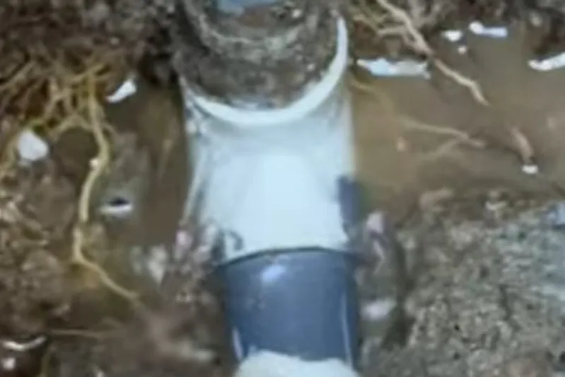 Exposed underground sewer pipe during repair for Mature trees over the line